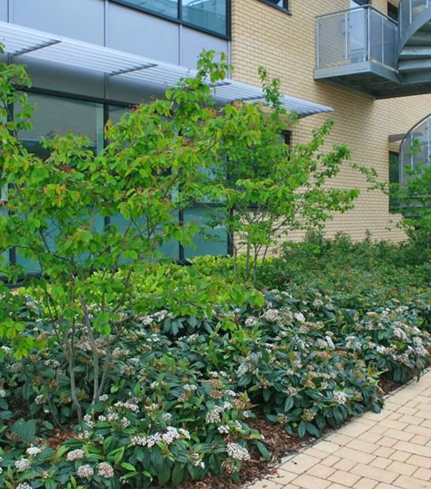 Tree and bushes outside a building