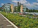 Greenery in a car park
