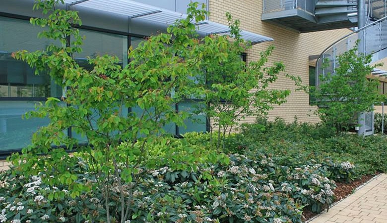 Trees and bushes outside a building