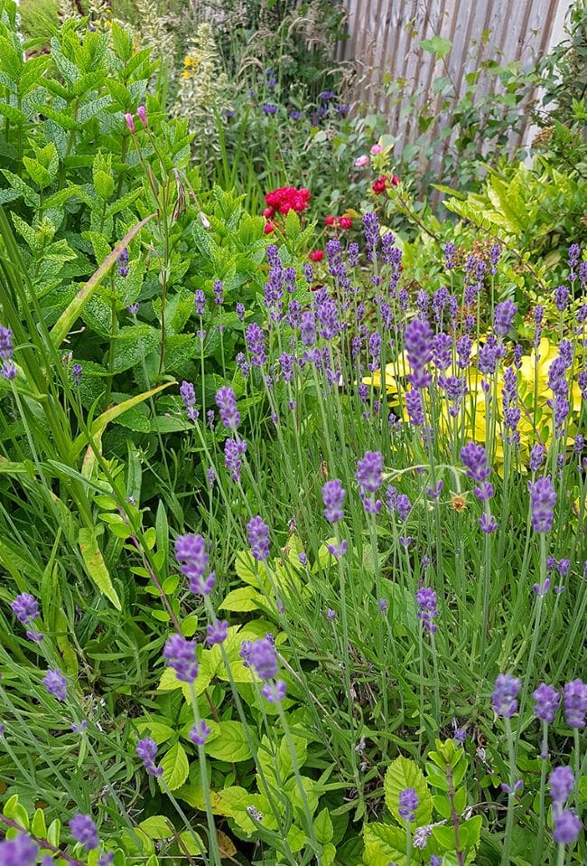 Tall wild flowers